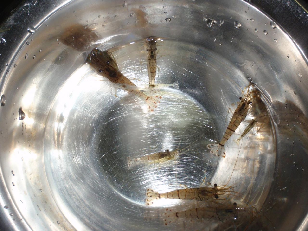 自然を食べよう1 スジエビ カジカ編 たけろぐ 自然を食べよう1 スジエビ カジカ編 たけろぐ