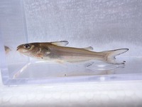 P8110244_channel-2