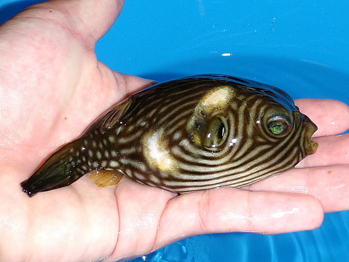 フグ飼育1年6か月 たけろぐ