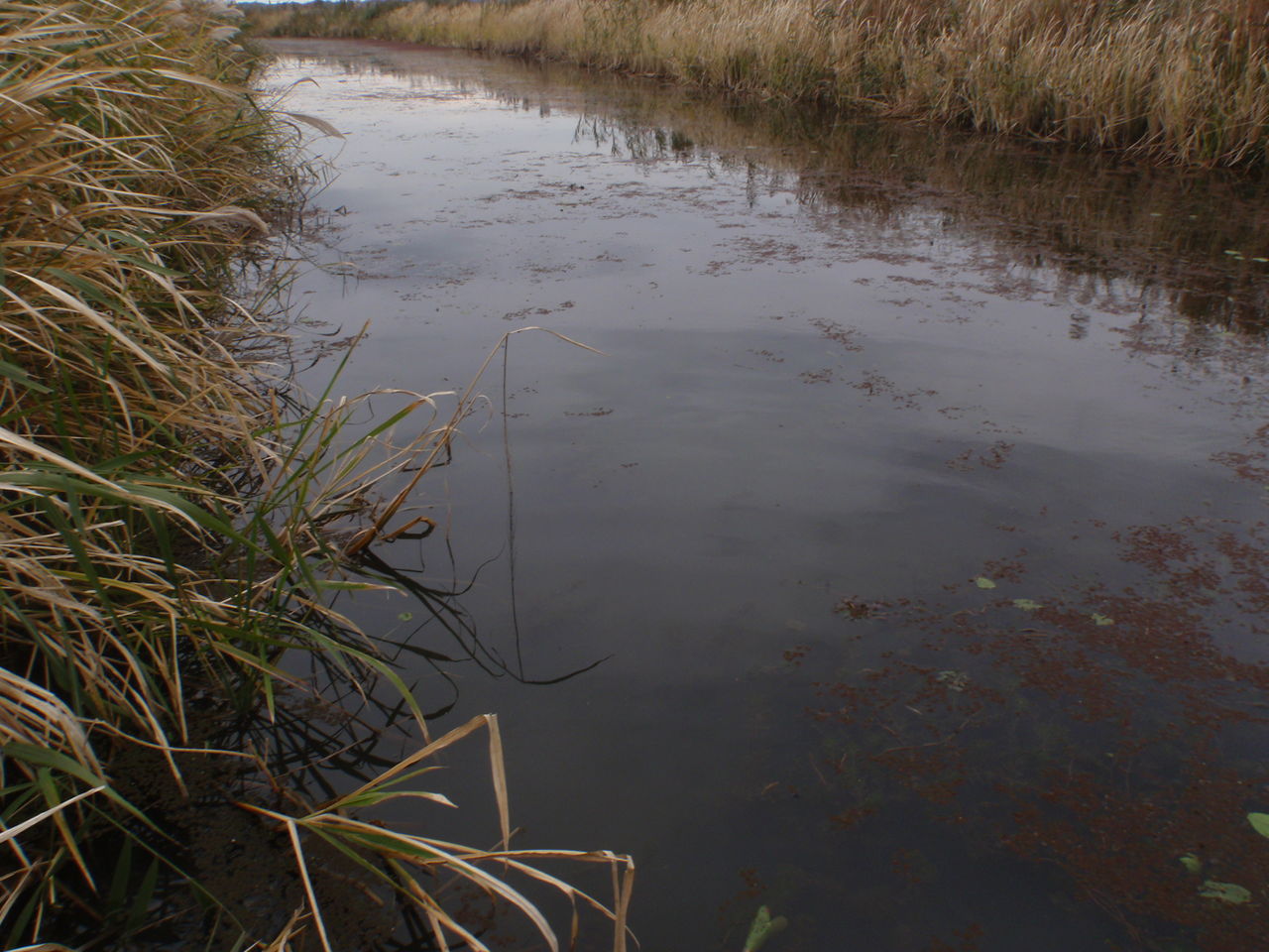 川採集 茨城県霞ヶ浦周辺 15 11 22 たけろぐ 川採集 茨城県霞ヶ浦周辺 15 11 22 たけろぐ