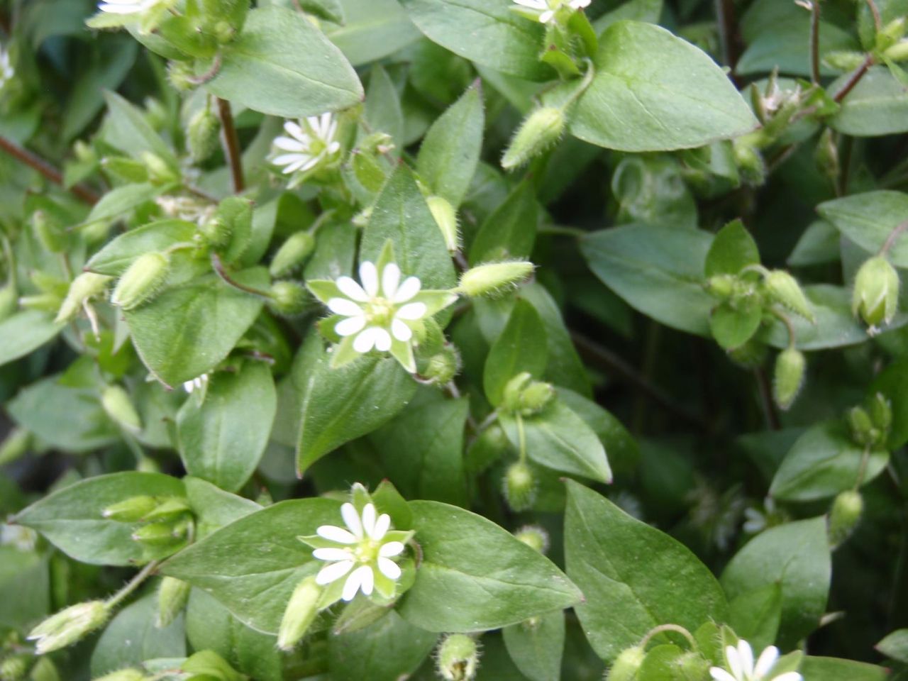 ハコベ ハコベラ ミドリハコベ たけろぐ