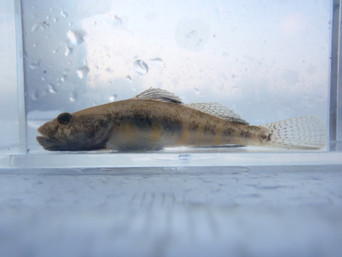 P2270505_musashino6