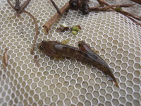 P8200614_numachi