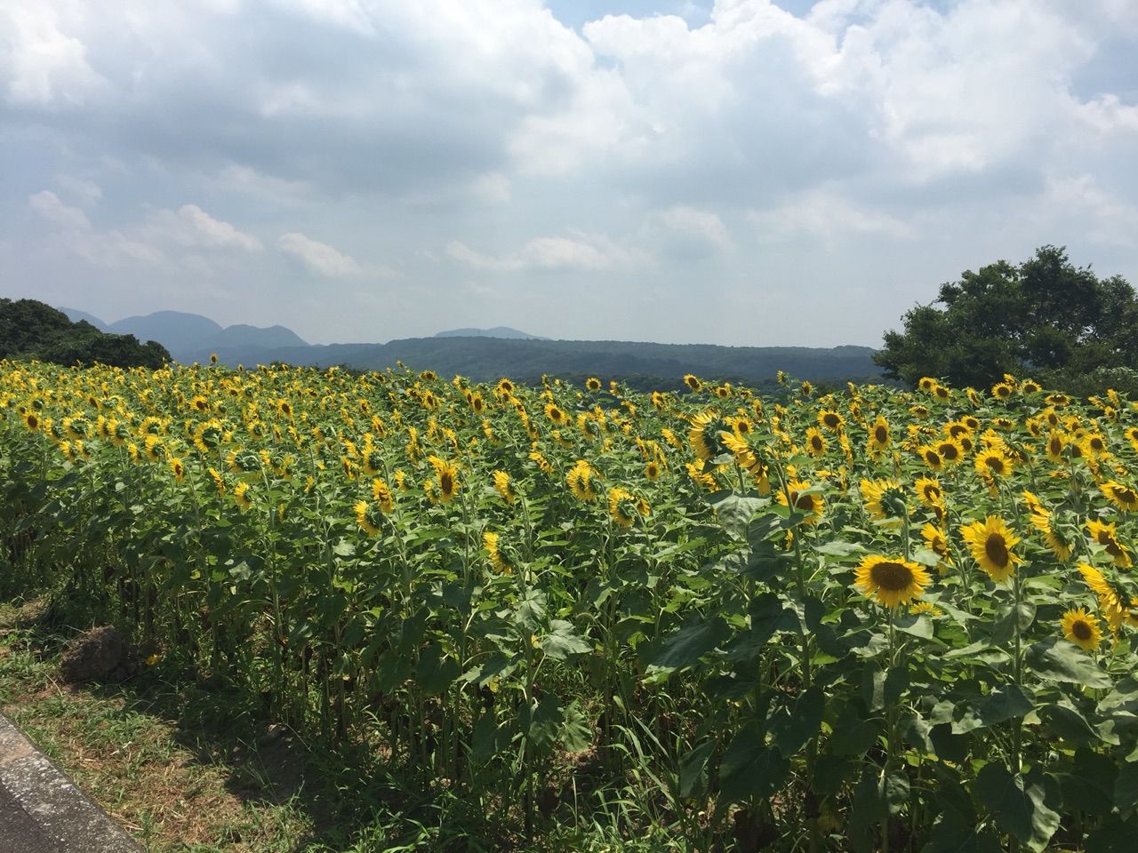 長崎鼻 大分県 のひまわり畑が満開 キティの遊ら湯ら散歩道