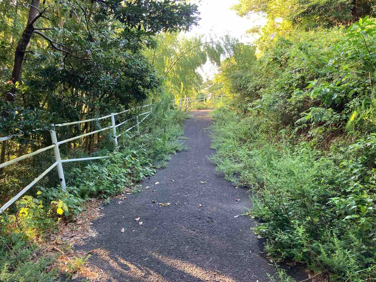 野母崎サイクリングロードを歩く キティの遊ら湯ら散歩道