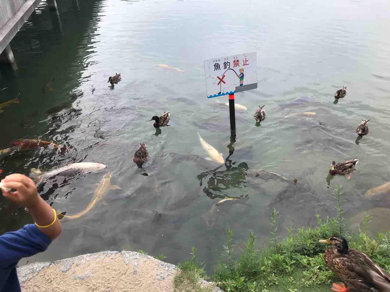 自主トレ キティの遊ら湯ら散歩道 自主トレ キティの遊ら湯ら散歩道