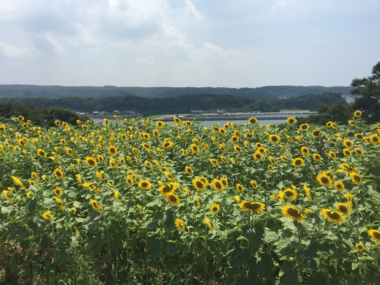 長崎鼻 大分県 のひまわり畑が満開 キティの遊ら湯ら散歩道 長崎鼻 大分県 のひまわり畑が満開 キティの遊ら湯ら散歩道
