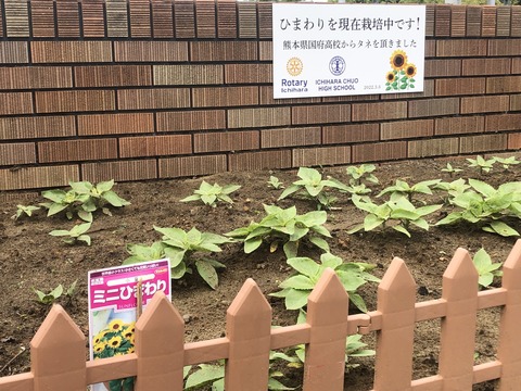 sunflower1
