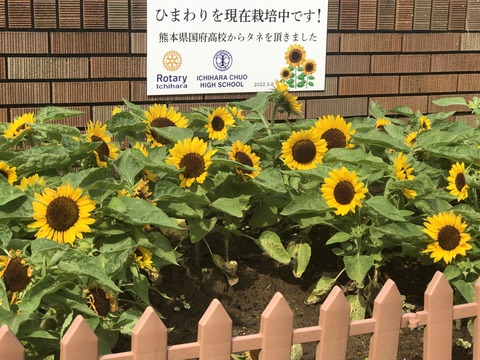 sunflowerblooming