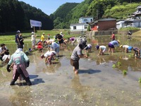 田植え体験