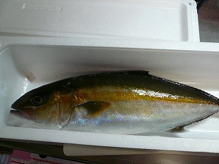 5367410e.jpg