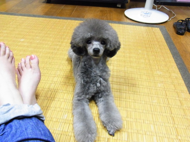 真夏のトリミング ノア ゴト