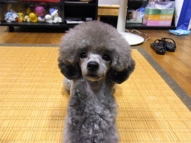 眉毛犬ぽいノア あれ影なんです ノア ゴト