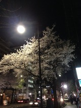 2015夜桜