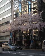 2015桜法曹ビル前