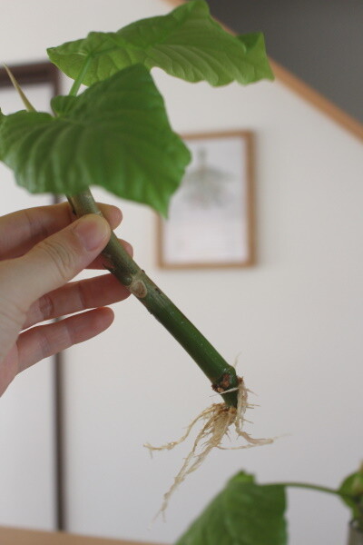 すぐ枯らしてしまう私が増やせた観葉植物 植え替えに最適な時期は ぽかぽか日和 関西 大阪 整理収納アドバイザー Powered By ライブドアブログ