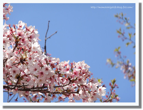 20130413_2.jpg