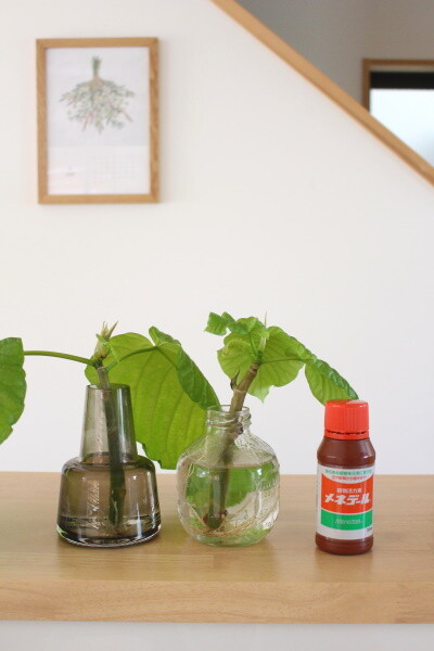 すぐ枯らしてしまう私が増やせた観葉植物 植え替えに最適な時期は ぽかぽか日和 関西 大阪 整理収納アドバイザー Powered By ライブドアブログ