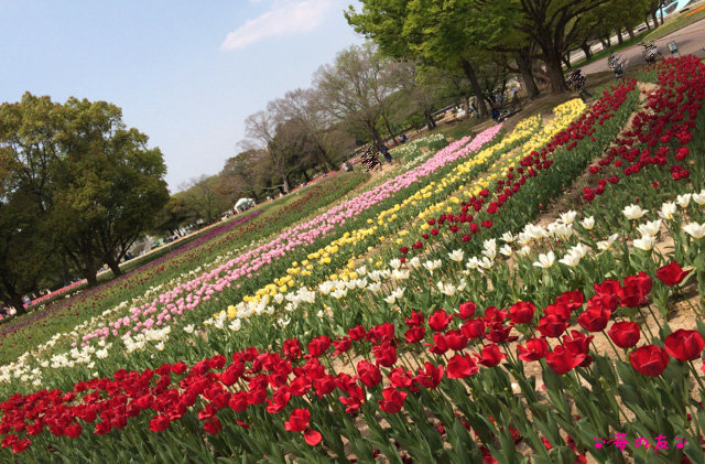 万博記念公園 チューリップとポピーが満開 苺の友の関西食べあるき