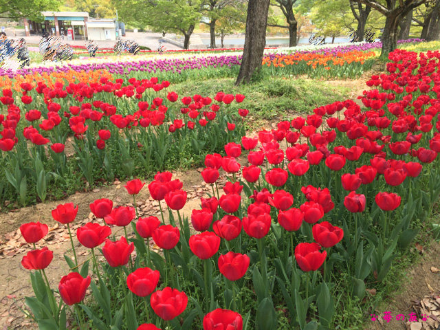 万博記念公園 チューリップとポピーが満開 苺の友の関西食べあるき