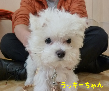 BlogPaint