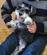 つくし