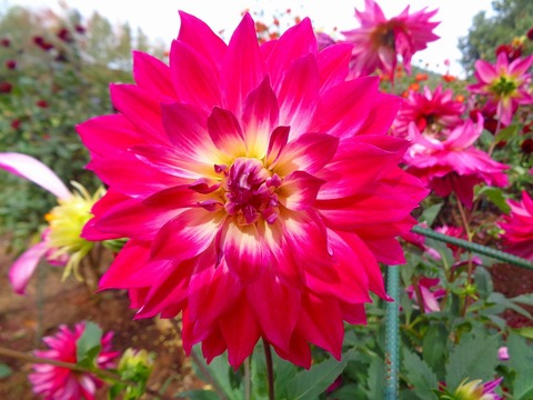 DSC04776