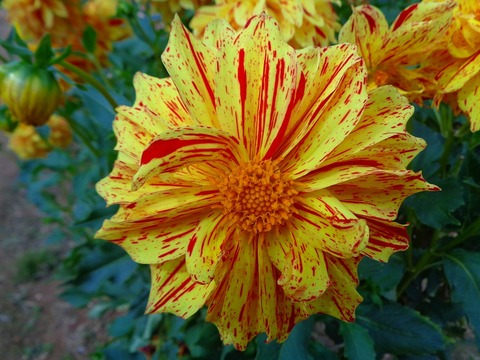 DSC04800