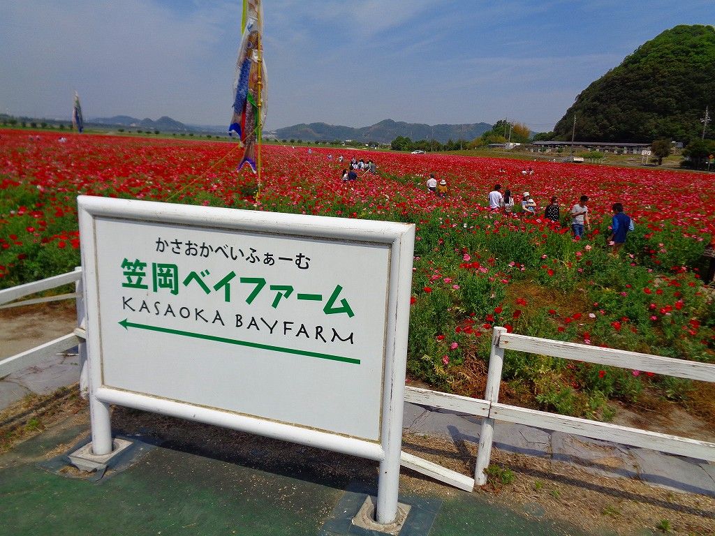 イメージ 16