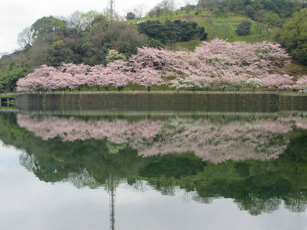 仲富 池 桜 公園