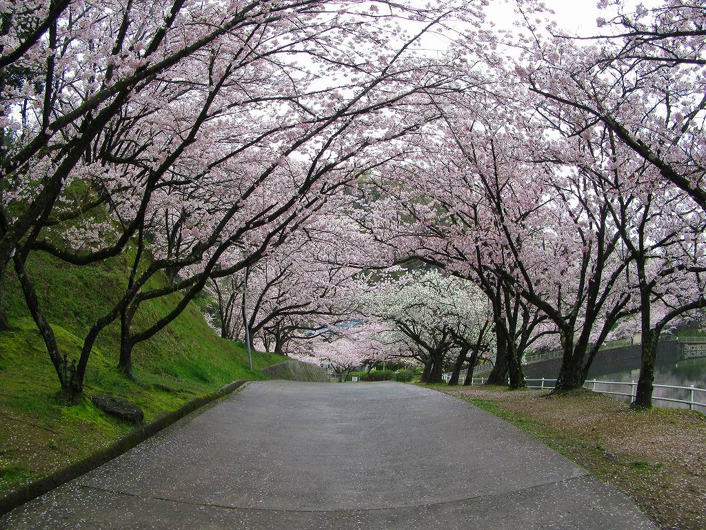 仲富 池 桜 公園