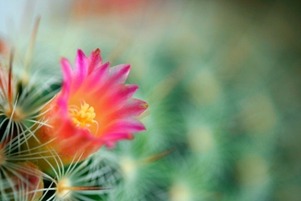 cactus-flower-macro_61-1820