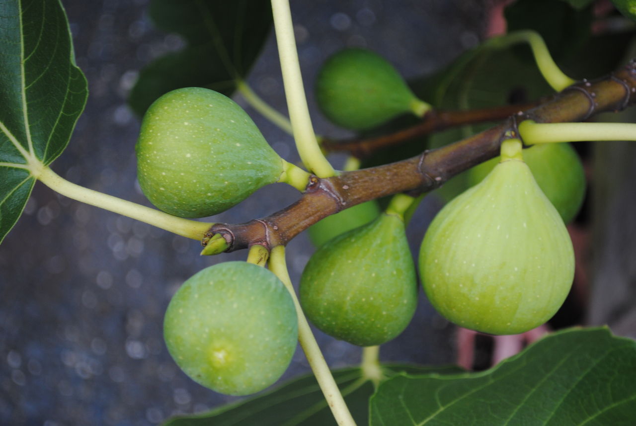 イチジク大事典 おいしい収穫のための栽培方法と楽しみ方