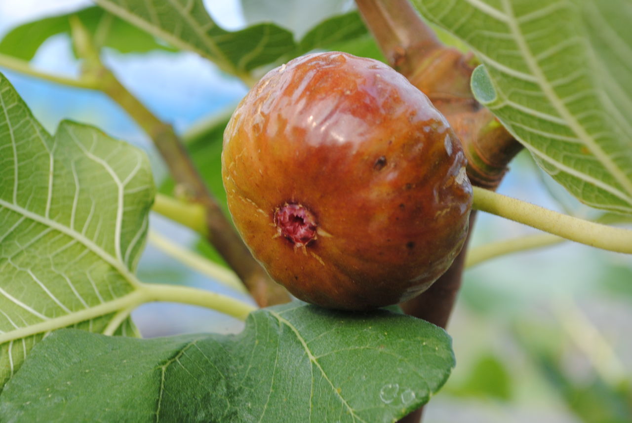 丸ごと食べれる 薄皮いちじく３本セット 15cmポット イチジク大事典 おいしい収穫のための栽培方法と楽しみ方