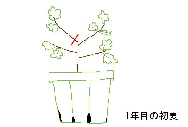 イチジクの剪定方法 鉢植え イチジク大事典 おいしい収穫のための栽培方法と楽しみ方