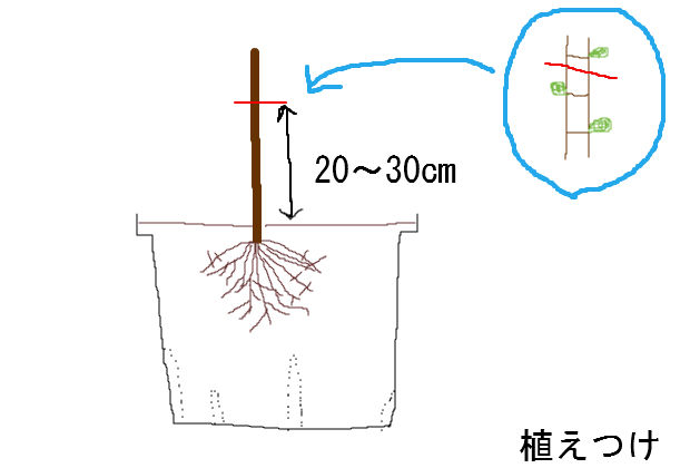 イチジクの剪定方法 鉢植え イチジク大事典 おいしい収穫のための栽培方法と楽しみ方