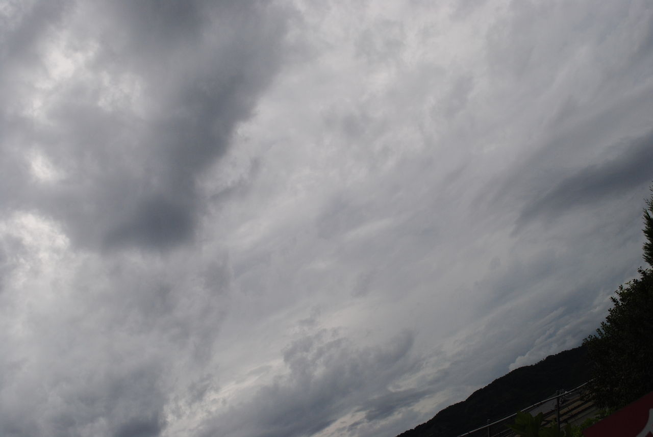 本日撮影 実つきイチジク ゼブラスィート 送料案内 イチジク大事典 おいしい収穫のための栽培方法と楽しみ方