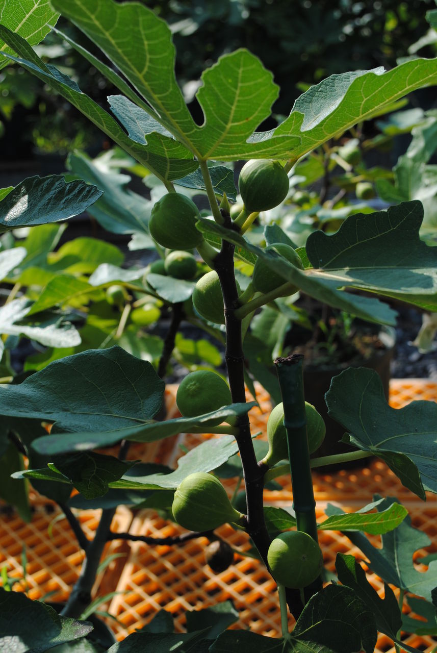 イチジク大事典 おいしい収穫のための栽培方法と楽しみ方