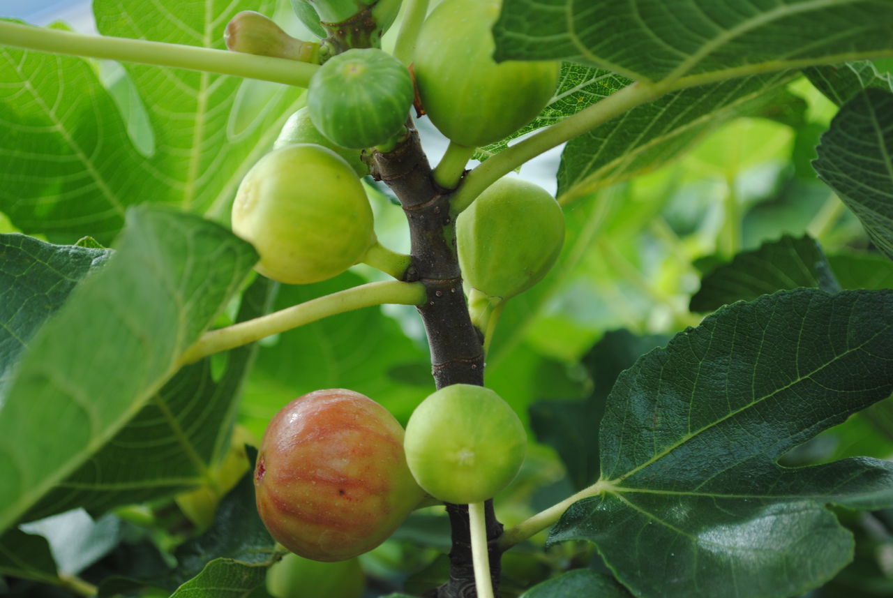 イチジク大事典 おいしい収穫のための栽培方法と楽しみ方