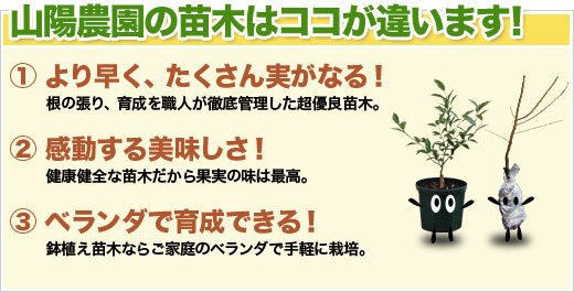 ホームセンターと山陽農園の違い イチジク大事典 おいしい収穫のための栽培方法と楽しみ方