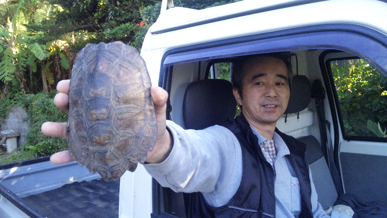 種子島の亀です : 種子島魚匠一条（西之表）