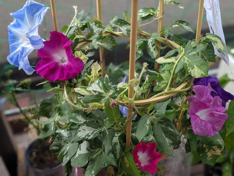 BE6F8D7D-B617-405C-BEF9-07B6222369D1