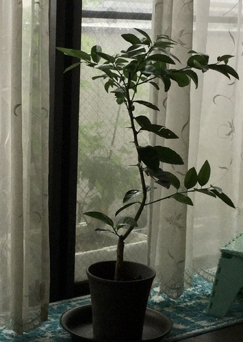 5D7A2F49-D1DA-41D2-8017-A099D2651034