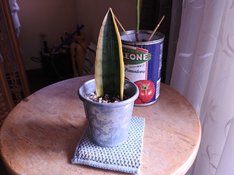 C6BE40AF-FAF2-45FC-8E9A-199601F81AE8