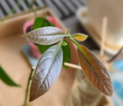 3001C914-6941-4139-B618-3A555902C2C6