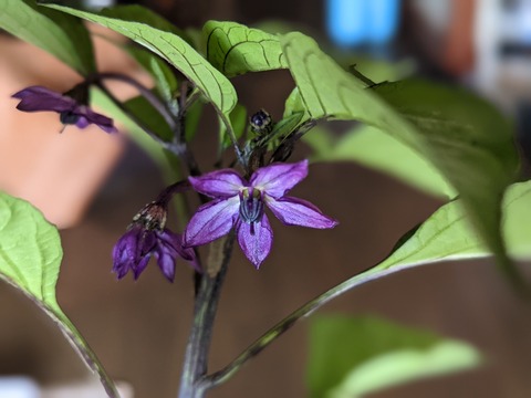 55750B24-E040-4F90-B6BF-3A05FE786EA4