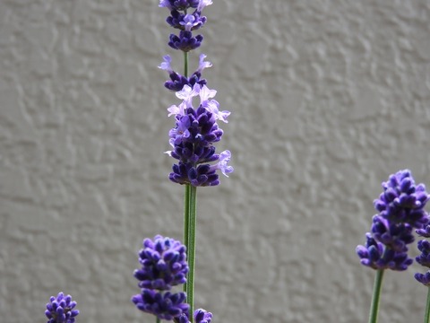 534C2A22-97FE-4145-8447-6552F23AFB85