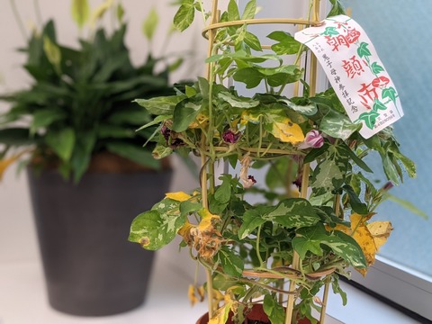 7A68F2EA-4052-441E-AFF7-50E0D031D944