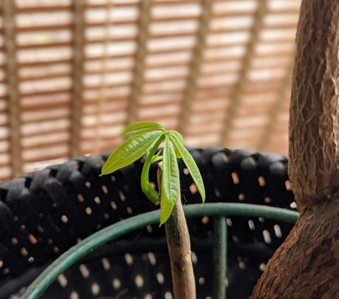 B5035960-7A11-4D43-A8C3-A0676991320F