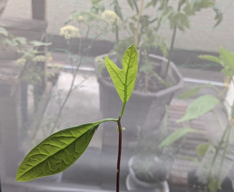 26BDC55F-193E-409A-8CB4-7C76E0F9006D